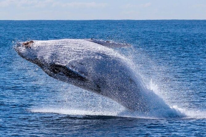 Los Cabos Private Yacht Whale Watching & Drinks - Up to 18 Guests - Getting to C Dock at IGY Marina without losing time