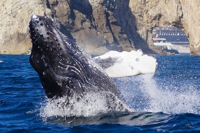 Los Cabos Private Yacht Whale Watching & Drinks - Up to 18 Guests - FAQ