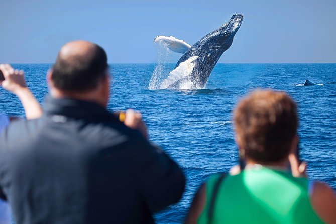Los Cabos Whale Watching Cruise Including Breakfast - Your 2-Hour Timeline on the Water (What It Actually Means)