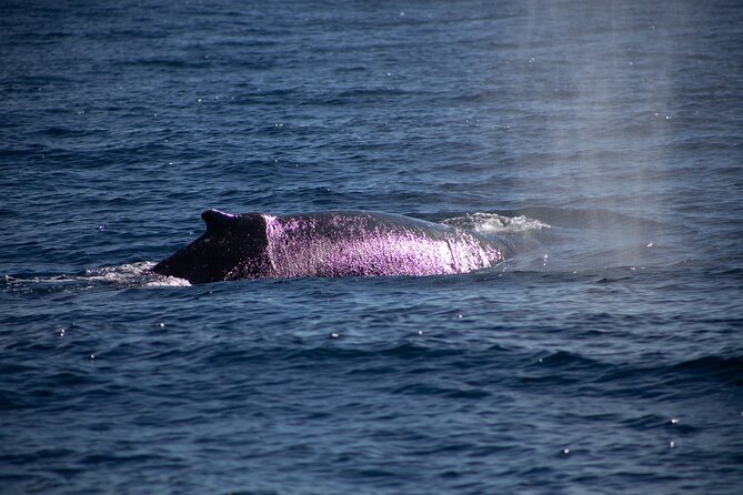 Los Cabos Whale Watching Cruise Including Breakfast - Stop 1: Arch of Cabo San Lucas Photos and Coastline Orientation