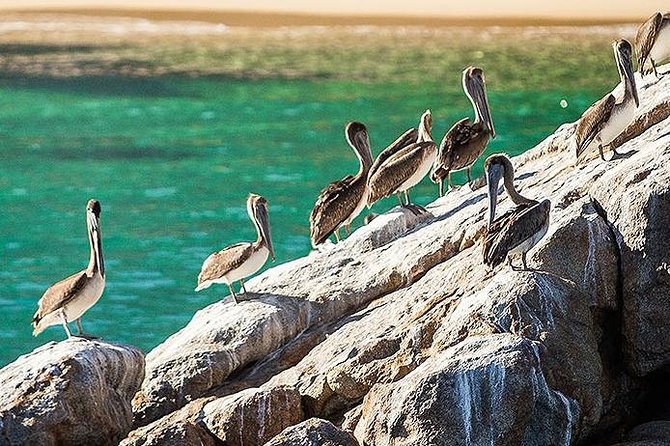 Los Cabos Whale Watching Cruise Including Breakfast - Lovers Beach: Local History as You Cruise Past