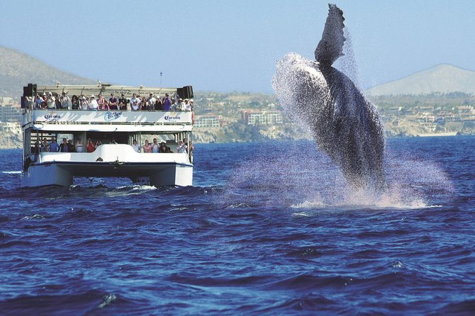 Los Cabos Whale Watching Cruise Including Breakfast - The Sea Lion Colony and the Way the Boat Slows for Whales