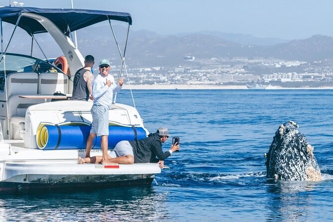 Los Cabos Whale Watching & Snorkel Adventure with Food & Drinks - Key points at a glance