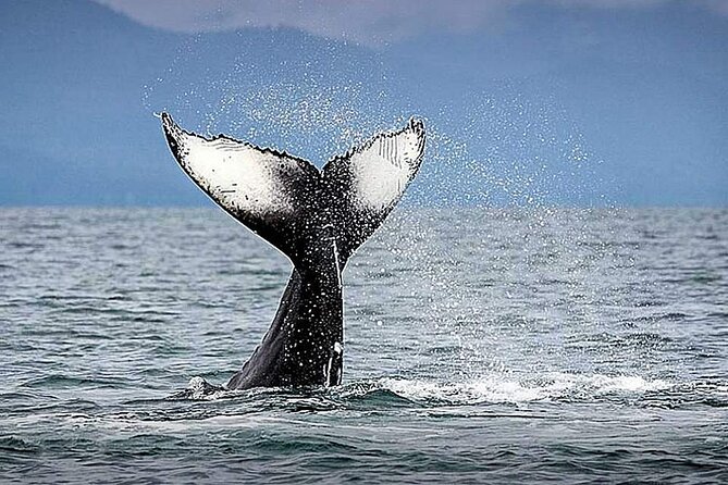 Los Cabos Whale Watching & Snorkel Adventure with Food & Drinks - Cabo’s Arch-to-Whales Route: what the first 90 minutes feel like