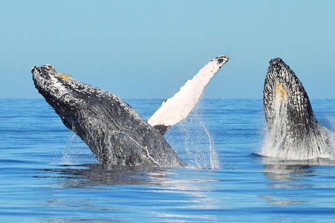 Los Cabos Whale Watching & Snorkel Adventure with Food & Drinks - Crew service on a small boat: why the details show up