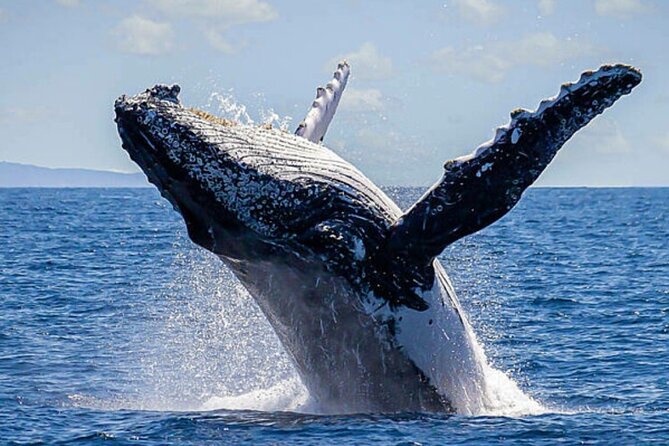 Los Cabos Whale Watching & Snorkel Adventure with Food & Drinks - Price and value: when $999 per group makes sense