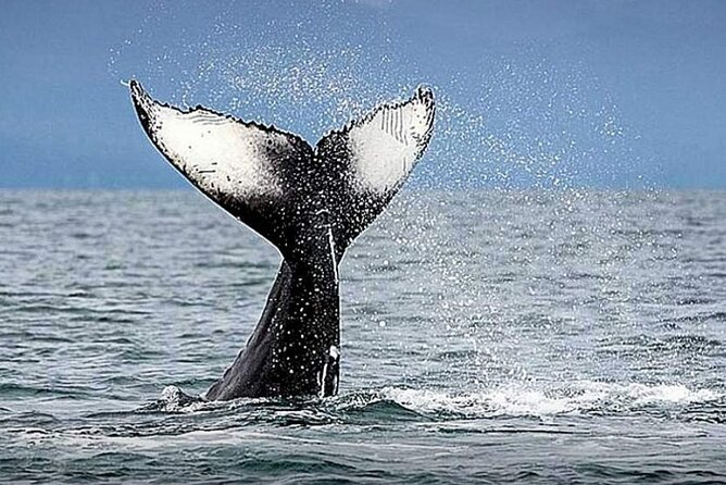 Los Cabos Whale Watching & Snorkel Adventure with Food & Drinks - Weather, whale chances, and how to set expectations