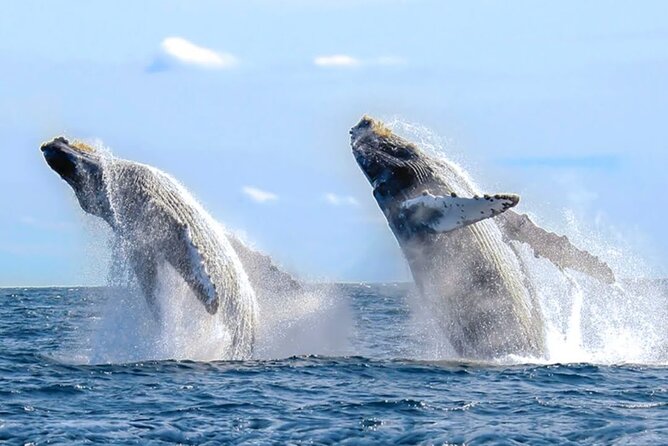 Los Cabos Whale Watching & Snorkel Adventure with Food & Drinks - Snorkeling and paddle boarding gear: water time that stays fun