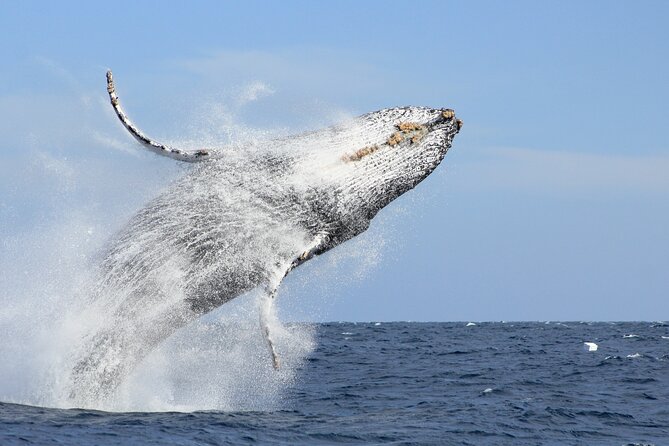Los Cabos Whale Watching (Transportation and Pictures Included) - Key Highlights You’ll Feel on the Trip