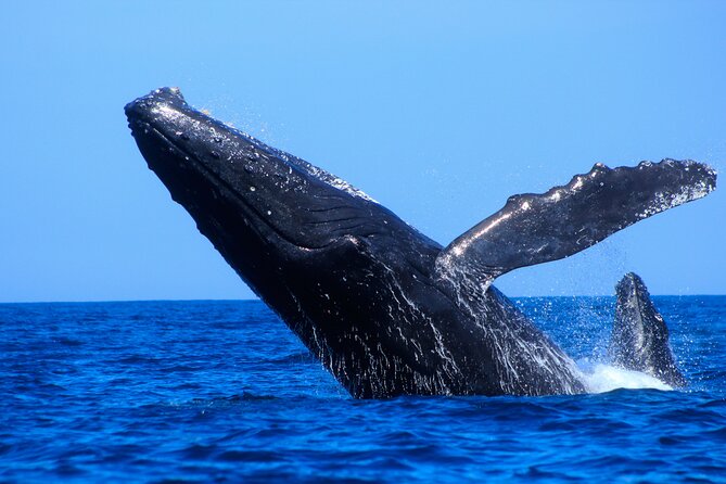 Los Cabos Whale Watching (Transportation and Pictures Included) - Meet the Crew: Leonardo, Pablo, Alejandro, and the Captain’s Spotting Skills
