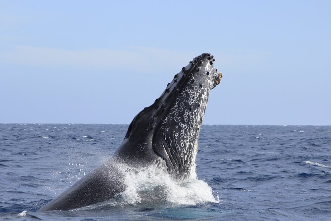 Los Cabos Whale Watching (Transportation and Pictures Included) - Price and What You Actually Get for $90