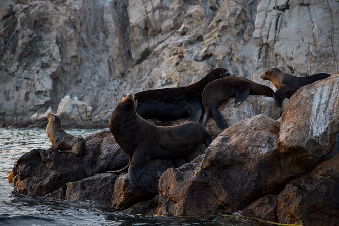 Los Cabos Whale Watching (Transportation and Pictures Included) - Should You Book Los Cabos Whale Watching with True Baja?