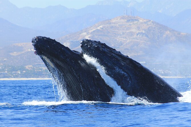 Los Cabos Whale Watching (Transportation and Pictures Included) - D Dock Safety Briefing: Life Vests and First Sighting Prep