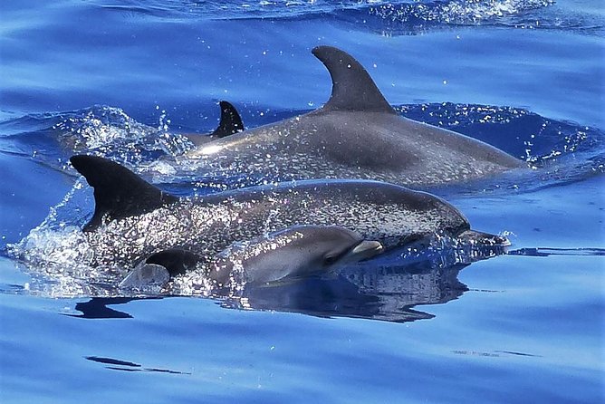 Los Gigantes Whale Watching Charter by Sail Boat - Why This Los Gigantes Sail Feels More Personal Than Big Boats