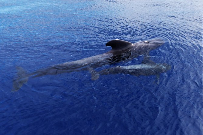 Los Gigantes Whale Watching Charter by Sail Boat - Getting There: Santa Cruz Meeting Point and Real-Time Prep