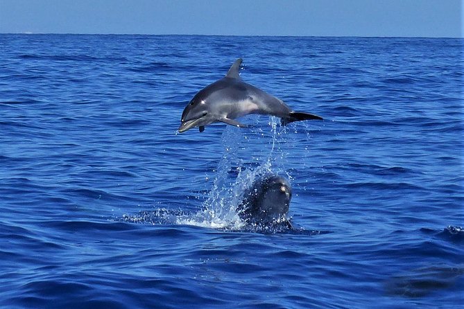 Los Gigantes Whale Watching Charter by Sail Boat - Who This Tour Is Best For (and Who Might Want a Different Style)