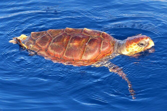 Los Gigantes Whale Watching Charter by Sail Boat - Whale Watching Near the Cliffs: What You’re Likely to See