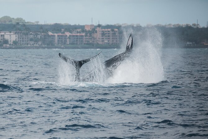 Luxury Catamaran Whale Watch - Maalaea Harbor boarding: where the trip really starts