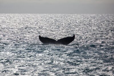 Luxury Catamaran Whale Watch - The catamaran experience: comfort that keeps you watching