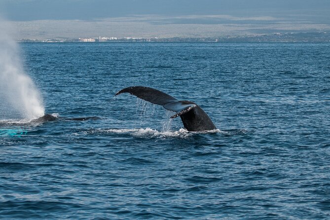 Luxury Catamaran Whale Watch - How the 2-hour sail plays out on the water