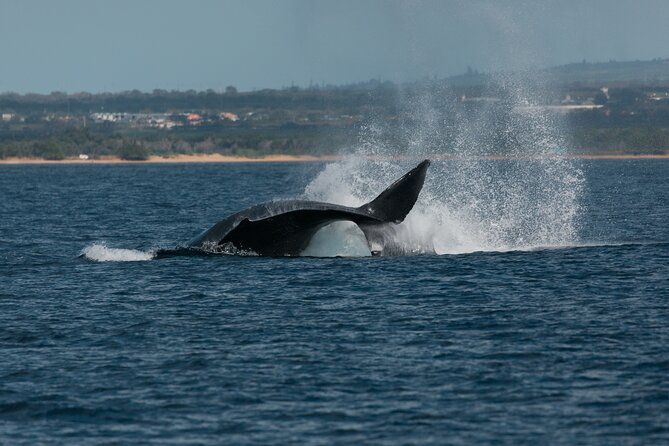 Luxury Catamaran Whale Watch - Who this whale watch fits best
