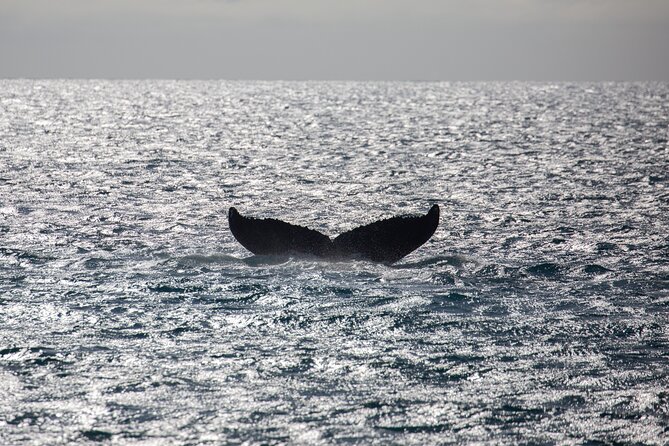 Luxury Catamaran Whale Watch - The catamaran experience: comfort that keeps you watching
