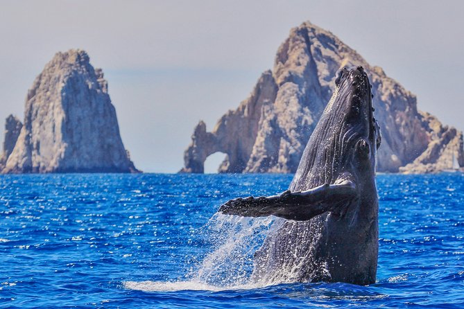 Luxury Catamaran Whale Watching Cabo San Lucas - Key things that make this tour worth your time