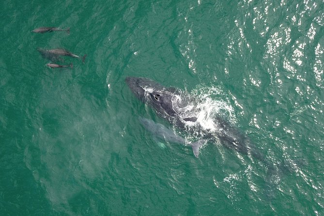 Luxury Catamaran Whale Watching Cabo San Lucas - Double-decker views: how to stay comfortable and get better photos