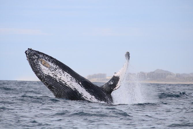 Luxury Catamaran Whale Watching Cabo San Lucas - Food, drinks, and the real value of the open bar
