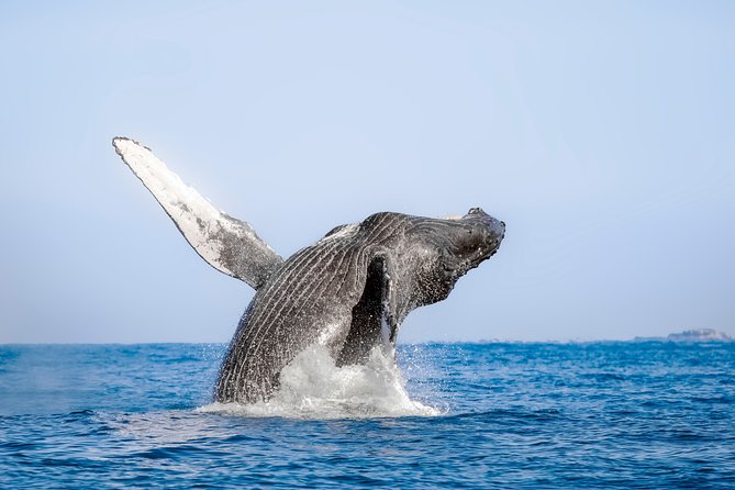Luxury Catamaran Whale Watching Cabo San Lucas - How the crew improves your whale odds without stressing wildlife