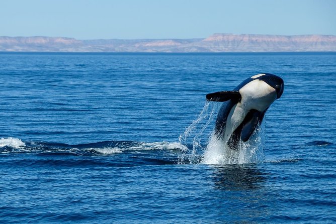 Luxury Catamaran Whale Watching Cabo San Lucas - Price and logistics: what $129 really buys you