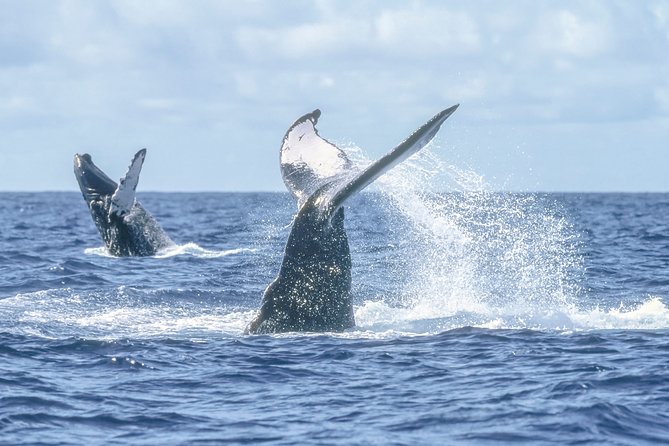 Luxury Catamaran Whale Watching Cabo San Lucas - Who should book this Cabo humpback whale catamaran ride?
