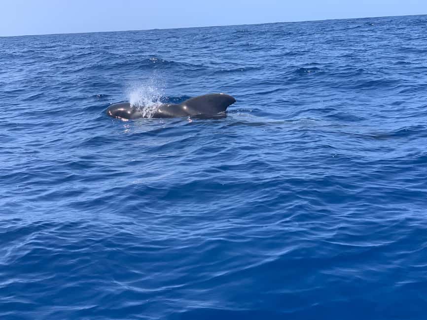 Luxury EcoMarine Safari – Whale & Dolphin Watching Adventure - Key things that make this safari worth your time