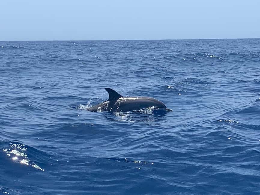 Luxury EcoMarine Safari – Whale & Dolphin Watching Adventure - Luxury Zodiac Safari in Tenerife: What the 2 Hours Really Delivers