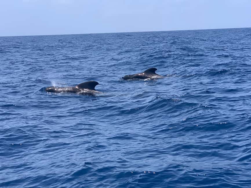 Luxury EcoMarine Safari – Whale & Dolphin Watching Adventure - The Cetacean Hour Off Arona: How You Get Sightings Without Pressuring Wildlife