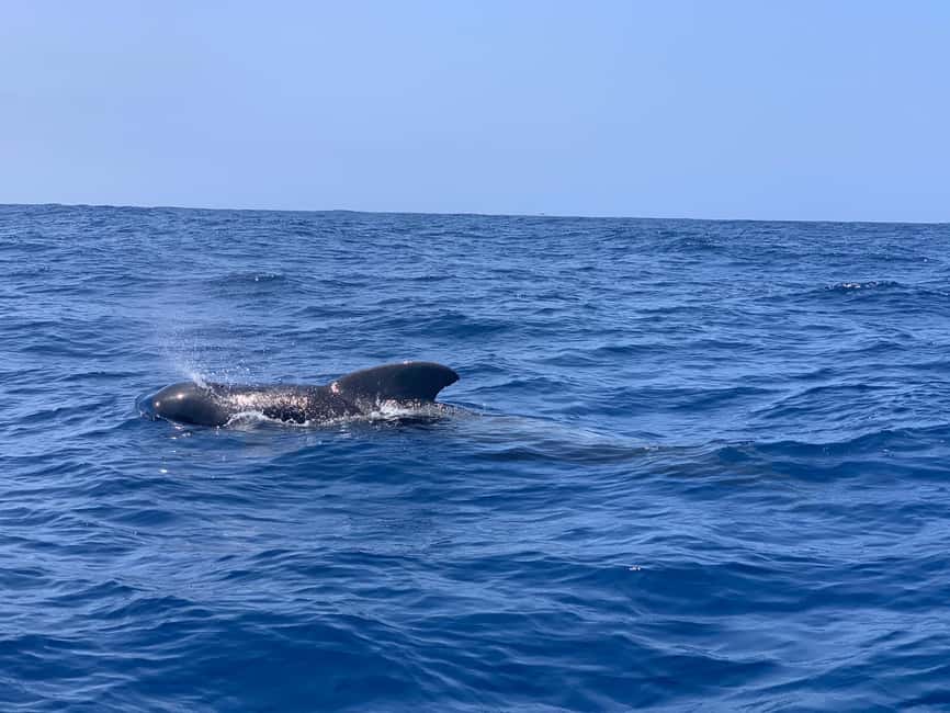 Luxury EcoMarine Safari – Whale & Dolphin Watching Adventure - Marina del Sur and the Safety Briefing That Keeps Everyone Comfortable