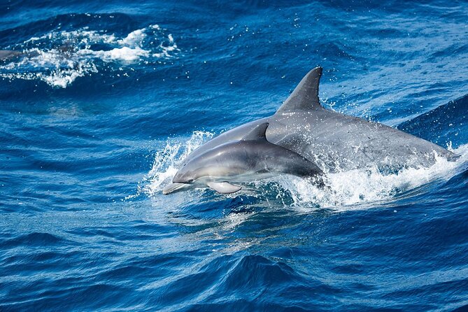 Luxury Whale Watching: Fewer People, Extra Speed, Expert Staff - Newport Beach whale watching on a fast 50’ catamaran (and why it matters)