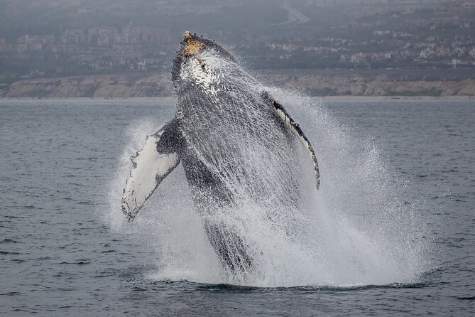 Luxury Whale Watching: Fewer People, Extra Speed, Expert Staff - Crew style: how guides improve your chances of good sightings