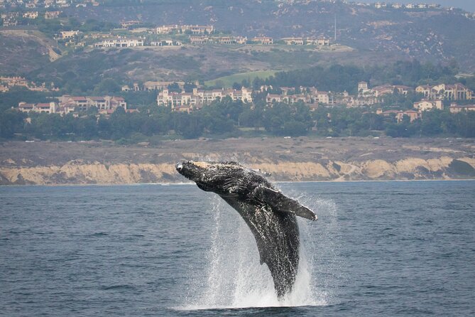 Luxury Whale Watching: Fewer People, Extra Speed, Expert Staff - Timing and weather: when to go for comfort and better conditions