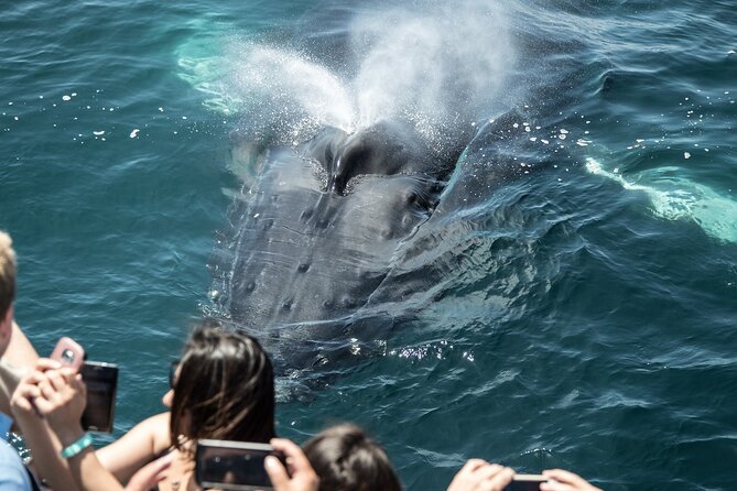 Luxury Whale Watching: Fewer People, Extra Speed, Expert Staff - What the ride feels like: deck views, 360 walking, and getting a little wet