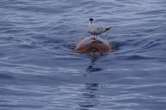 Madeira Dolphin and Whale Watching on a Ecological Catamaran - Price and Value: Is This $42.33 Worth It?