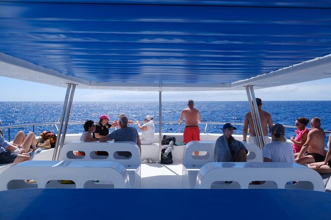 Madeira Dolphin and Whale Watching on a Ecological Catamaran - Who This Tour Fits Best (and Who Should Rethink It)