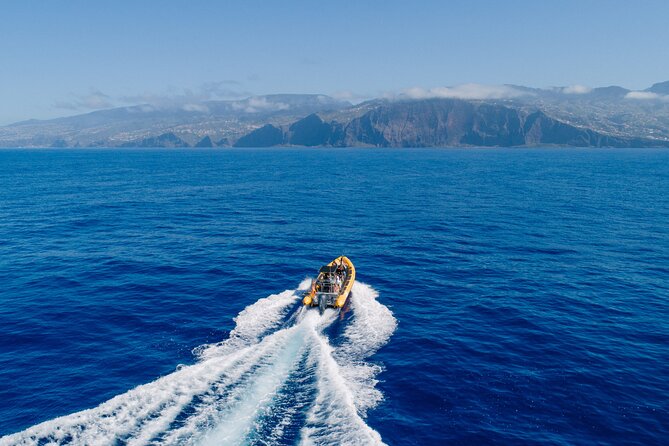 Madeira Dolphin & Whale Watching Tour - Meeting at Cais 8, Marina do Funchal