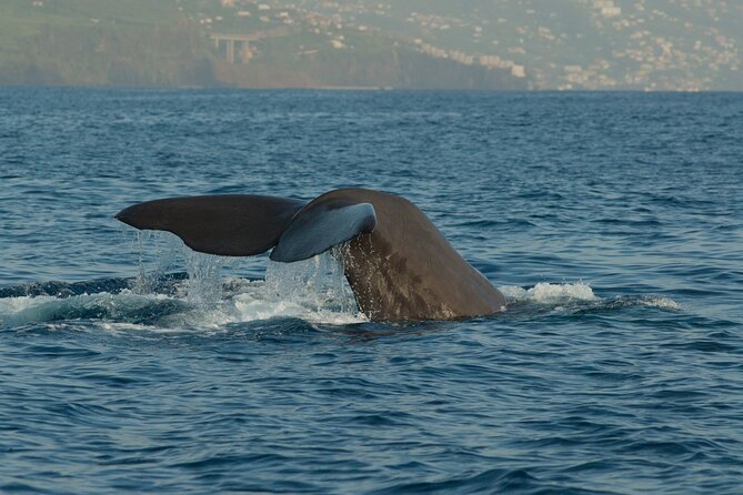 Madeira Dolphin & Whale Watching Tour - Finding dolphins and whales: what the search really feels like
