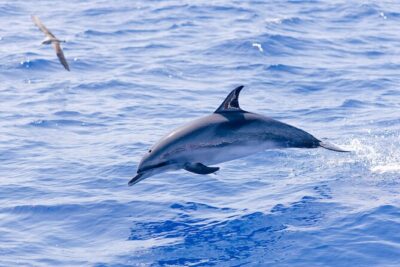 Madeira Dolphin & Whale Watching Tour - A semi-rigid RIB cruise with a skipper and marine biologist