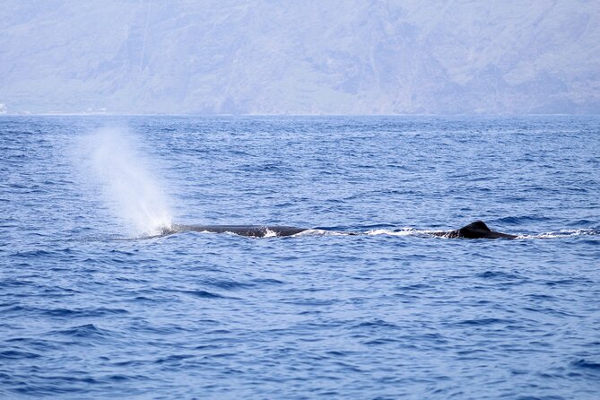 Madeira Dolphin & Whale Watching Tour - Respectful close-ups: the rules that protect the animals