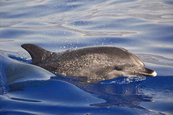 Madeira Dolphin & Whale Watching Tour - Madeira’s coastline from the water: scenery plus motion