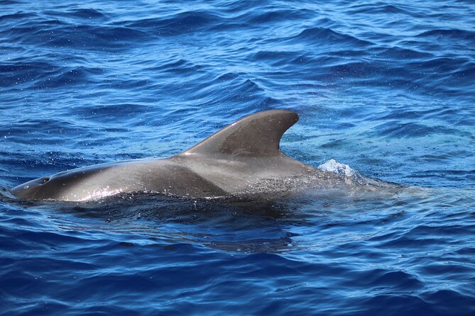 Madeira Dolphin & Whale Watching Tour - Timing: 2.5 hours on the water, with possible variation