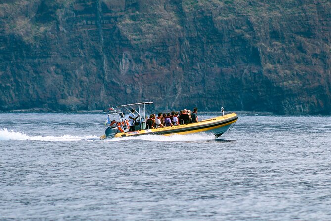 Madeira Dolphin & Whale Watching Tour - Wildlife sightings: what you might see (and what to do if you don’t)