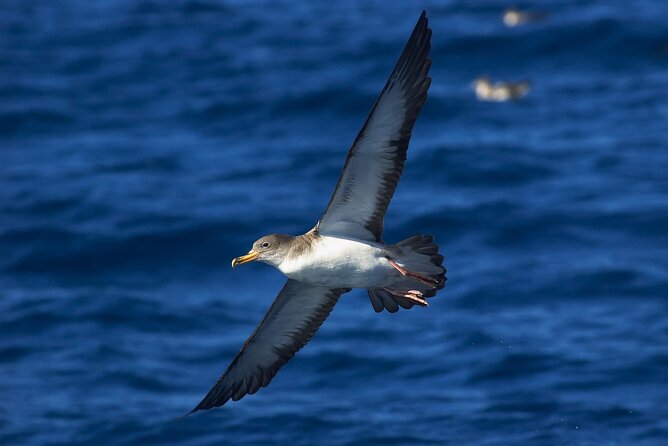 Madeira Dolphin & Whale Watching Tour - Boat fun, plus little touches that add up